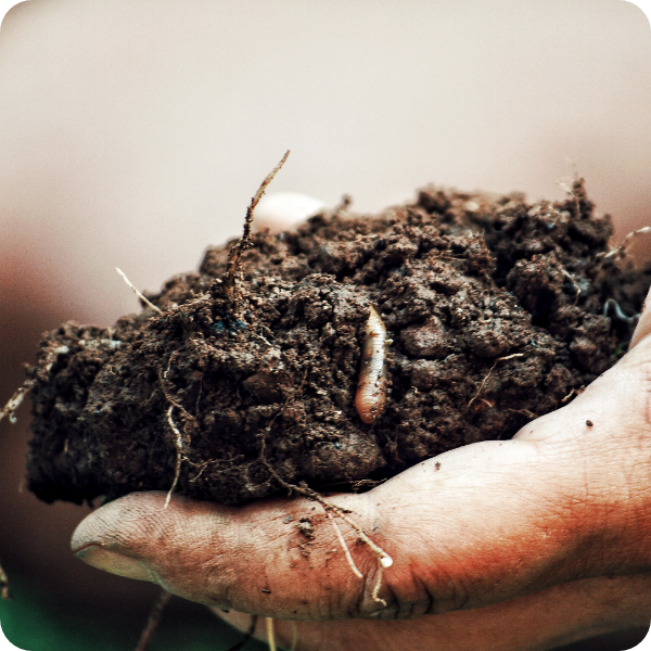 The Nature-Based Solutions for Soil Management