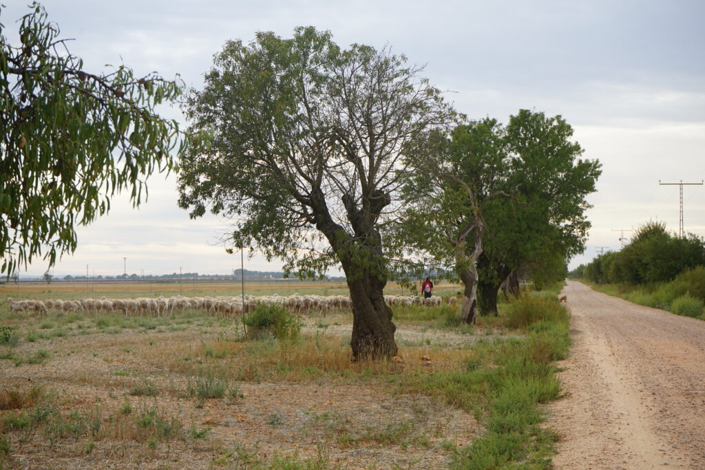 Story image for Revitalizing Soil Health: Targeted Recommendations for EU Policies